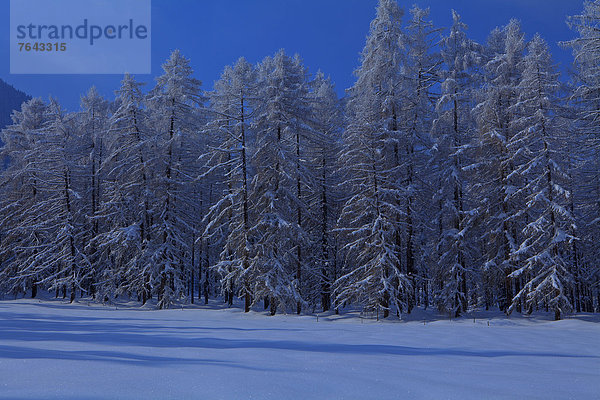 Europa Winter Urlaub ruhen Reise Ruhe Baum Himmel Wald weiß Natur Holz Stille blau Lärche Österreich Mieminger Plateau Rest Überrest Schnee Tirol