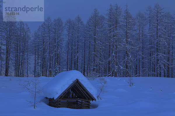 Europa ruhen Ruhe Wald Natur Nebel Holz Stille blau Lärche Österreich Blaue Stunde Abenddämmerung Mieminger Plateau Rest Überrest Schnee Dämmerung Tirol