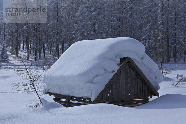 Kälte Europa Winter Urlaub ruhen Ruhe Baum Wald Natur Holz Stille Lärche Österreich Mieminger Plateau Rest Überrest Schnee Tirol