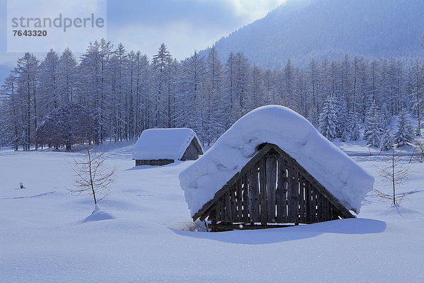 Europa Winter Urlaub ruhen Reise Ruhe Himmel Wald weiß Natur Holz Stille glitzern Lärche Österreich Mieminger Plateau Rest Überrest Schnee Tirol