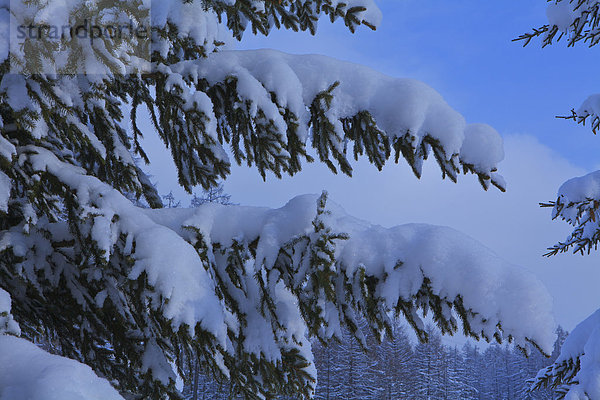 Europa Winter Baum Himmel Wald weiß Natur Holz Ast blau binden glitzern Fichte Österreich Schnee Tirol