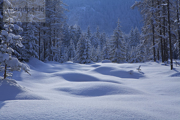 Europa Winter ruhen Ruhe Baum Wald Natur Holz Stille glitzern Fichte Lärche Österreich Rest Überrest Schnee Tirol