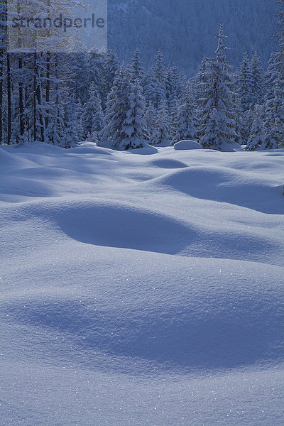 hoch oben Europa Winter Urlaub ruhen gehen Ruhe Baum Wald Natur Holz Stille wandern glitzern Hügel Fichte Österreich Mieminger Plateau Rest Überrest Schnee Tirol