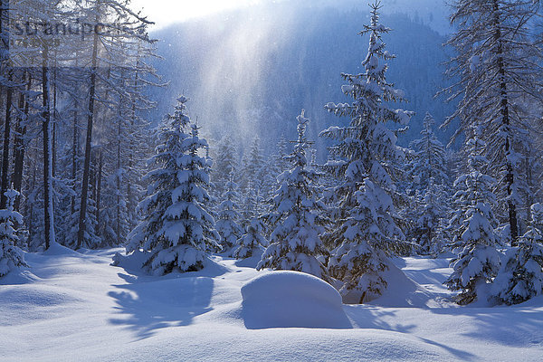Europa Winter Urlaub Baum Beleuchtung Licht Wald Schneeflocke Natur Holz glitzern Österreich Schnee Tirol
