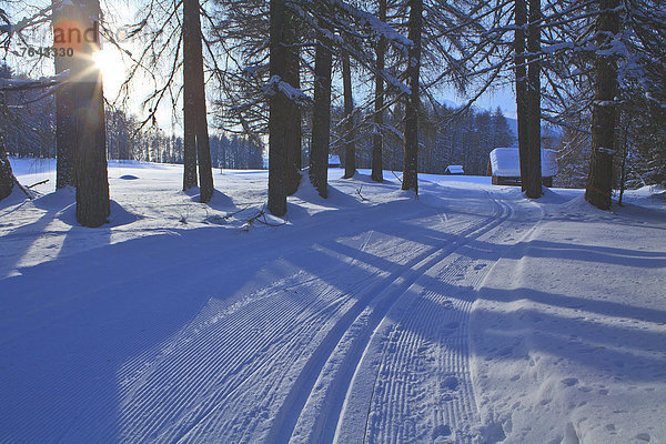 Spur Europa Winter ruhen Ruhe schattig Beleuchtung Licht Wald Natur Holz Stille Lärche Österreich Mieminger Plateau Rest Überrest Schnee Sonne Tirol