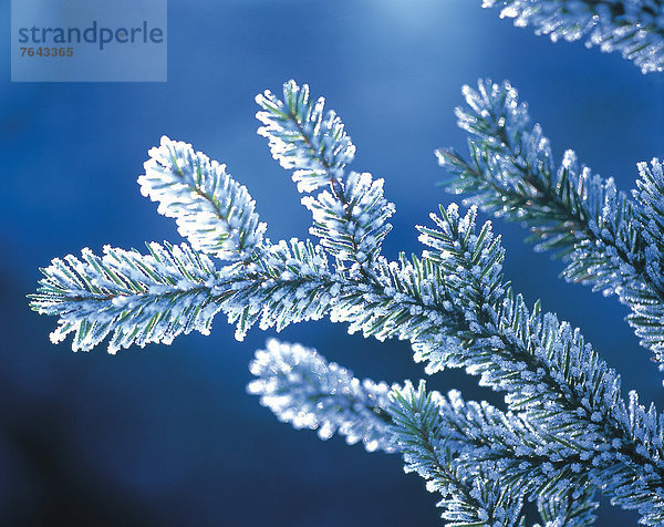 Kälte  Nadelbaum  Europa  Winter  Sonnenstrahl  Baum  Beleuchtung  Licht  Gesundheit  Erde  weiß  Natur  Ast  blau  Fichte  Nähnadel  Nadel  Gegenlicht  Österreich  Tirol