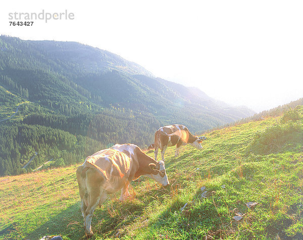 Hausrind Hausrinder Kuh Europa Berg Urlaub Milchprodukt Landwirtschaft Wald Natur Holz Rind Wiese 2 Österreich Stimmung Thiersee Tirol