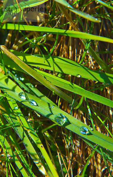 hoch  oben  Wasser  Europa  Seil  Tau  grün  Spiegelung  Natur  heraustropfen  tropfen  undicht  Tau  Tautropfen  Wiese  Gras  Österreich  Sonne  Tirol