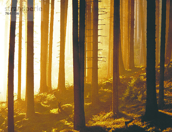 Helligkeit Europa Morgen Baum Wald Natur Holz Ast binden Gegenlicht Morgendämmerung Österreich Dunkelheit Moos Sistrans Fichtenwald Tirol Morgenstimmung Morgenlicht