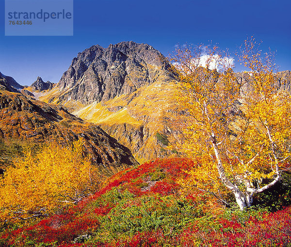 Farbaufnahme  Farbe  Helligkeit  Europa  Berg  ruhen  Reise  Ruhe  gelb  Himmel  grün  Ziel  Natur  Stille  Herbst  blau  rot  Birke  Österreich  Rest  Überrest  Vorarlberg