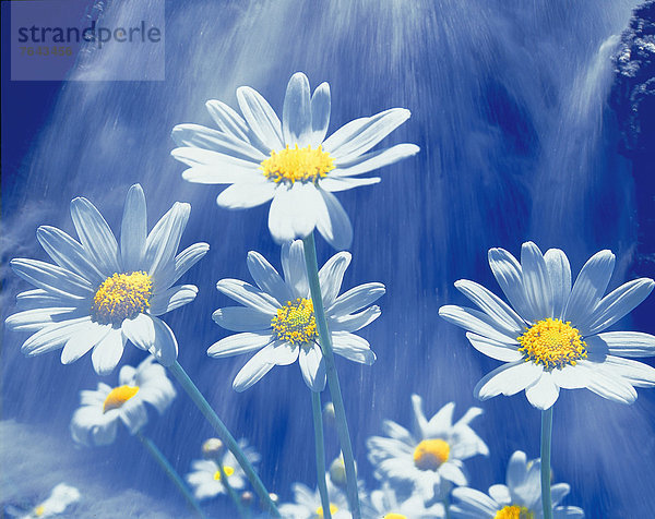 Wasser Europa Blume gelb weiß Natur Illusion blühen Blütenblatt blau Wasserfall Composite sauber Österreich Tirol