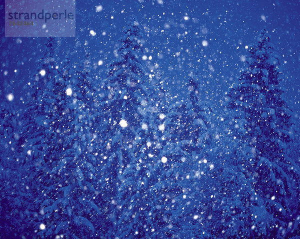 Kälte Europa Winter ruhen Abend Nacht Ruhe Baum Wald Schneeflocke weiß Natur Holz Stille blau Romantik Fichte Österreich Abenddämmerung Stimmung Rest Überrest Schnee Dämmerung Tirol