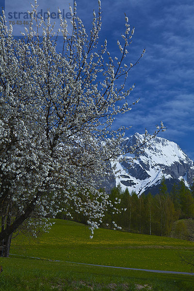 Kirschbaum  Kirsche  hoch  oben  Europa  Berg  Urlaub  ruhen  Wolke  Ruhe  Baum  Himmel  grün  Reise  weiß  Natur  blühen  Stille  blau  Wiese  Sommerurlaub  Österreich  Mieminger Plateau  Rest  Überrest  Schnee  Tirol