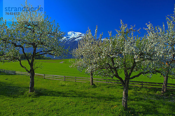 Europa  Berg  Urlaub  ruhen  Reise  Ruhe  Baum  Himmel  grün  weiß  Natur  blühen  Stille  blau  Zaun  Wiese  Obstgarten  Österreich  Mieminger Plateau  Rest  Überrest  Schnee  Tirol