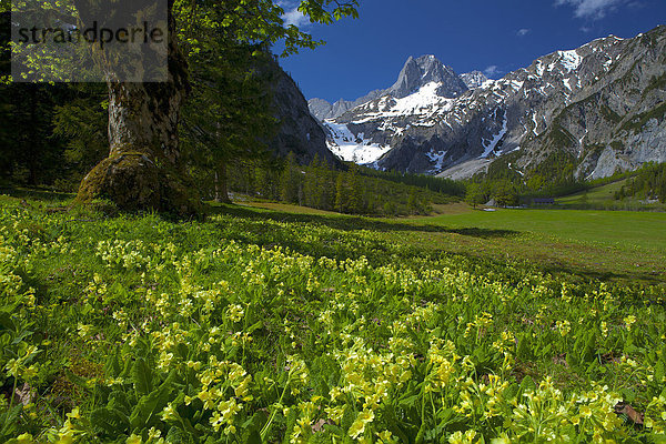 Europa  Berg  Urlaub  ruhen  Blume  Reise  Ruhe  Gesundheit  Tal  Natur  Stille  Alpen  Wiese  Karwendelgebirge  Österreich  Ahorn  Pertisau  Rest  Überrest  Tirol