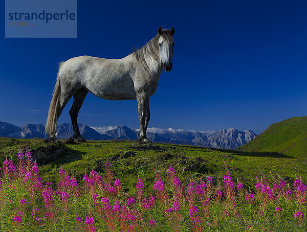 Helligkeit  Europa  Berg  Urlaub  ruhen  Blume  Sommer  Himmel  grün  Landwirtschaft  weiß  Natur  Alpen  blau  pink  rot  Wiese  Österreich  Weidenröschen  Rest  Überrest  Sommerurlaub  Tirol