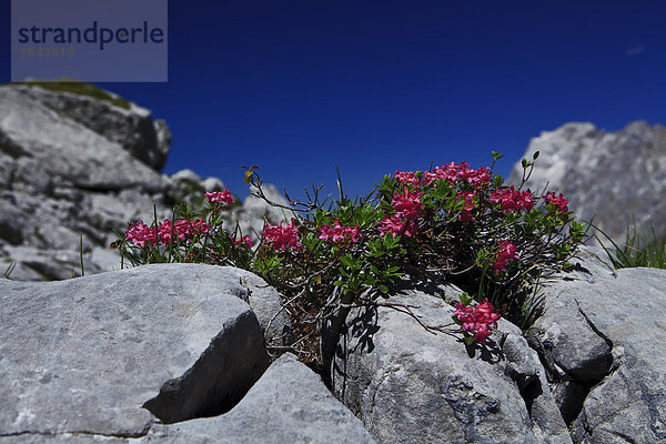 Europa Berg grau Blume Botanik Himmel Steilküste Natur blühen blau rot 2 Österreich Coburger Hütte Ehrwald Rose Tirol