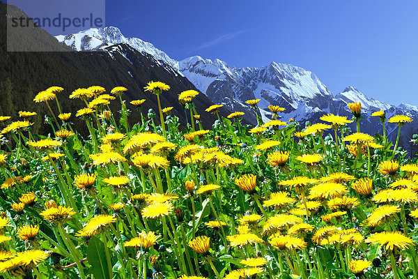 Europa Berg Blume Reise Himmel Gesundheit grün Wald weiß Natur Holz blühen blau Wiese Löwenzahn Österreich Mieminger Plateau Schnee Tirol