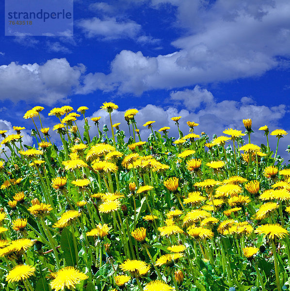 Europa  Sonnenstrahl  Wolke  Blume  blühen  Sommer  Heilmittel  gelb  Himmel  grün  Landwirtschaft  Berg  weiß  Natur  Unkraut  Seegras  Wiese  Löwenzahn  Österreich  Tirol