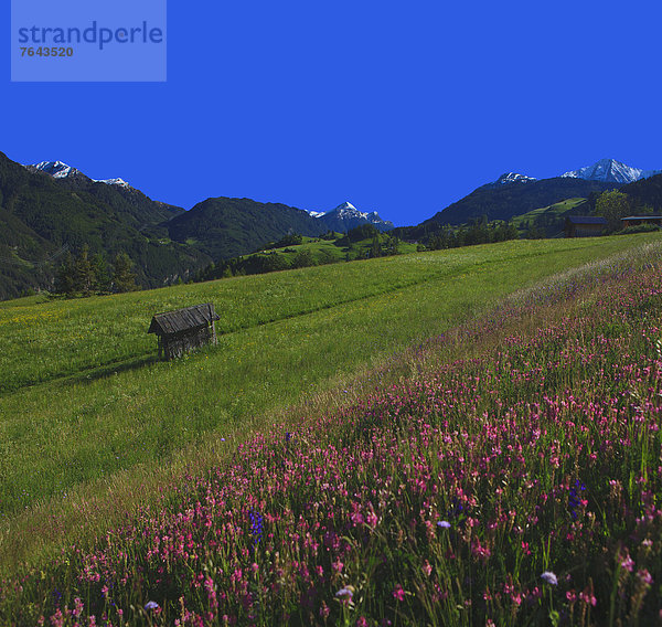 Blumenwiese Europa Urlaub ruhen Blume Sommer Ruhe Himmel Landwirtschaft Wald Berg Natur Holz Stille blau Wiese Österreich Fiss Rest Überrest Serfaus Tirol