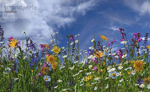 Salbei  Salvia pratensis  Blumenwiese  Wolke  Blume  blühen  Sommer  Himmel  Gesundheit  Berg  Natur  Vielfalt  Gras  Salbei