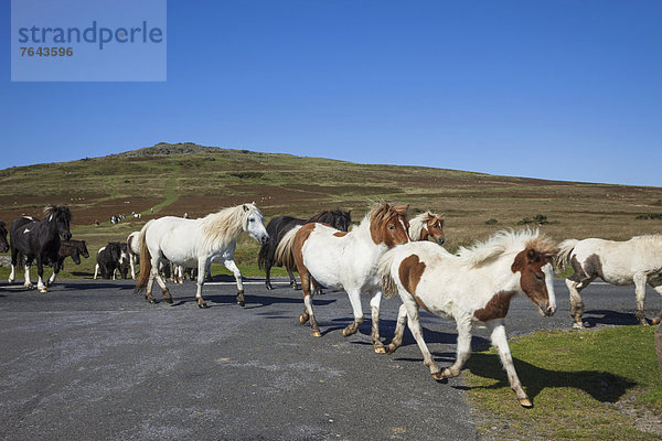 Islandpony  Devon  England