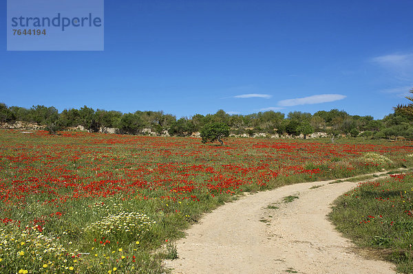 Außenaufnahme Landschaftlich schön landschaftlich reizvoll Herrenhaus Europa Tag niemand Mallorca Mohn Balearen Balearische Inseln Finca Spanien