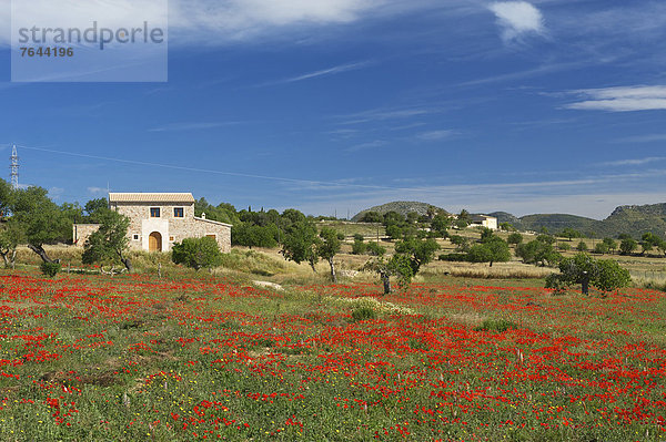 Blumenwiese Außenaufnahme Landschaftlich schön landschaftlich reizvoll Herrenhaus Europa Tag Blume niemand Natur Mallorca Mohn Balearen Balearische Inseln Finca Spanien