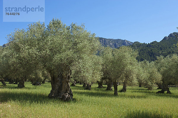 Olivenbaum  Echter Ölbaum  Olea europaea  Außenaufnahme  Landschaftlich schön  landschaftlich reizvoll  Europa  Tag  Landschaft  Landwirtschaft  niemand  Natur  Mallorca  Balearen  Balearische Inseln  Spanien