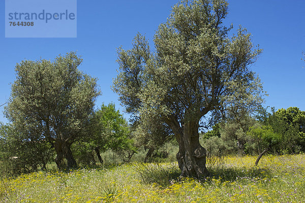 Olivenbaum  Echter Ölbaum  Olea europaea  Außenaufnahme  Europa  Tag  Landwirtschaft  niemand  Mallorca  Balearen  Balearische Inseln  Spanien