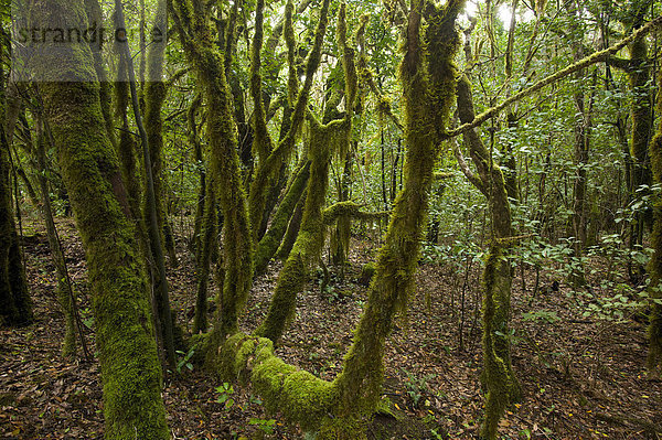 Nationalpark Naturschutzgebiet Außenaufnahme Europa Tag niemand Wald Holz Kanaren Kanarische Inseln La Gomera Spanien