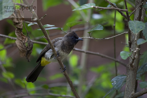 Ostafrika  Tier  Landschaftlich schön  landschaftlich reizvoll  Wildtier  Natur  Vogel  Afrika  Uganda