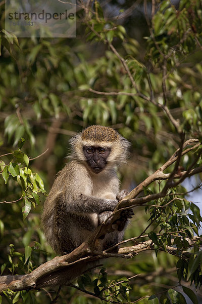Ostafrika  Baum  Tier  Landschaftlich schön  landschaftlich reizvoll  Wildtier  Natur  Klettern  Affe  Afrika  Uganda
