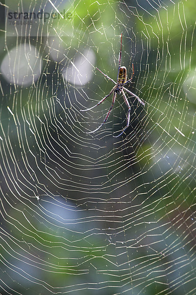 Ostafrika  Spinnwebe  Landschaftlich schön  landschaftlich reizvoll  Wildtier  Natur  klein  Afrika  Spinne  Uganda
