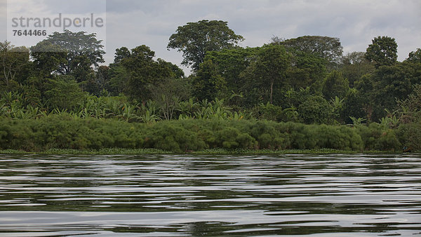 Ostafrika  Flussufer  Ufer  Wasser  Landschaft  Landschaftlich schön  landschaftlich reizvoll  Natur  Afrika  Papyrus  Uganda