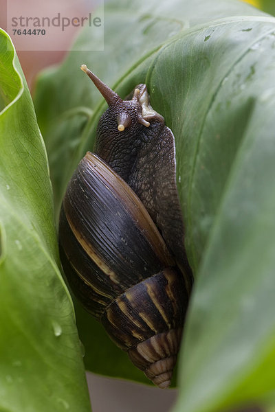 Ostafrika  Schnecke  Gastropoda  Tier  Landschaftlich schön  landschaftlich reizvoll  Wildtier  Natur  Afrika  Weichtier  Uganda