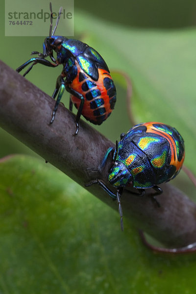 Ostafrika  beleuchtet  Tier  Landschaftlich schön  landschaftlich reizvoll  Wildtier  Natur  Insekt  Afrika  Käfer  Uganda