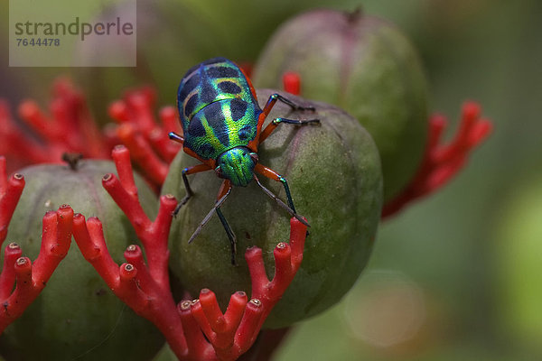Ostafrika  beleuchtet  Tier  Landschaftlich schön  landschaftlich reizvoll  Wildtier  Natur  Insekt  Afrika  Käfer  Uganda