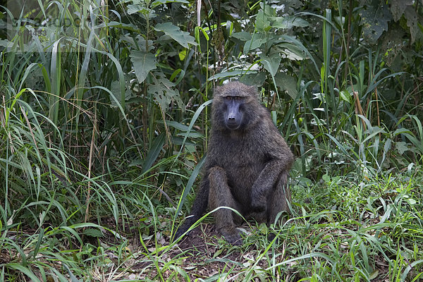 Ostafrika  Tier  Landschaftlich schön  landschaftlich reizvoll  Wildtier  Natur  Afrika  Pavian  Affe  Uganda