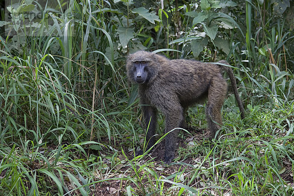 Ostafrika  Tier  Landschaftlich schön  landschaftlich reizvoll  Wildtier  Natur  Afrika  Pavian  Affe  Uganda