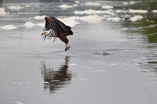 Ostafrika Greifvogel Nationalpark Fisch Pisces fangen fliegen fliegt fliegend Flug Flüge Tier Landschaftlich schön landschaftlich reizvoll Wildtier Natur Vogel Bussard Afrika Raubtier Uganda