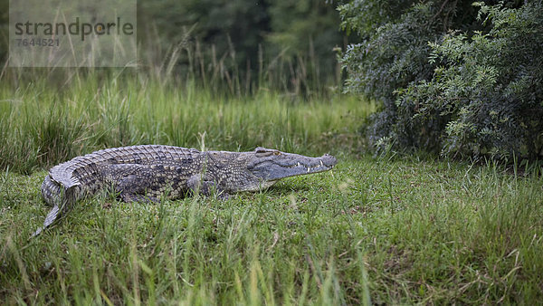 Ostafrika  Nationalpark  ruhen  Tier  Landschaftlich schön  landschaftlich reizvoll  Wildtier  Natur  Reptilie  Afrika  Krokodil  Rest  Überrest  Uganda
