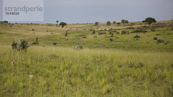 Ostafrika  Nationalpark  Landschaft  Landschaftlich schön  landschaftlich reizvoll  Natur  Afrika  Uganda