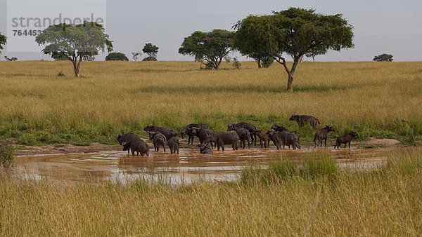 Ostafrika  Wasserbüffel  Bubalus arnee  Kaffernbüffel  Syncerus caffer  Wasserstelle  Nationalpark  Tier  Säugetier  Landschaftlich schön  landschaftlich reizvoll  Wildtier  Natur  Rind  Afrika  Uganda