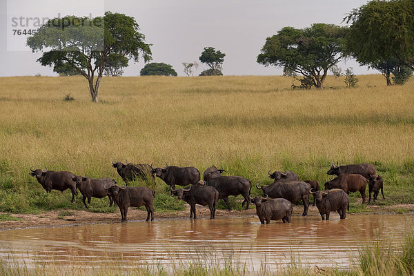 Ostafrika  Wasserbüffel  Bubalus arnee  Kaffernbüffel  Syncerus caffer  Wasserstelle  Nationalpark  Tier  Säugetier  Landschaftlich schön  landschaftlich reizvoll  Wildtier  Natur  Rind  Afrika  Uganda