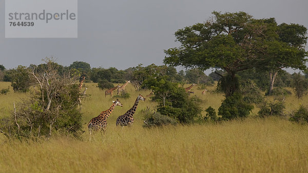 Ostafrika  Nationalpark  Giraffe  Giraffa camelopardalis  Tier  Säugetier  Landschaftlich schön  landschaftlich reizvoll  Wildtier  Natur  Afrika  Uganda