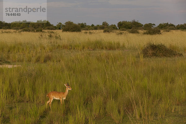 Ostafrika  Bleichböckchen  Ourebia ourebi  Nationalpark  Landschaft  Tier  Säugetier  Landschaftlich schön  landschaftlich reizvoll  Wildtier  Natur  Rind  Afrika  Uganda