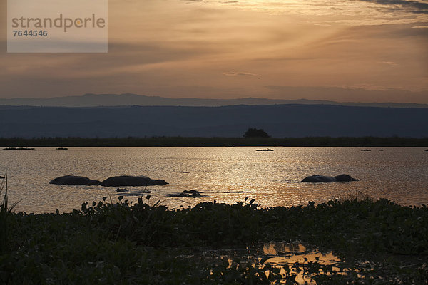 Ostafrika  Nationalpark  Wasser  Landschaftlich schön  landschaftlich reizvoll  Natur  Fluss  Afrika  Uganda