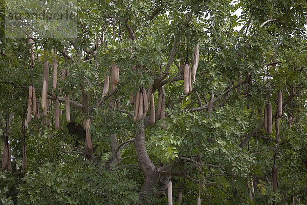 Ostafrika  Nationalpark  Baum  Frucht  Landschaftlich schön  landschaftlich reizvoll  Natur  Pflanze  Afrika  Uganda