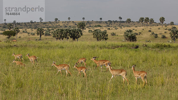 Ostafrika  Wasserbock  Kobus ellipsiprymnus  Nationalpark  Tier  Herde  Herdentier  Säugetier  Landschaftlich schön  landschaftlich reizvoll  Wildtier  Natur  Rind  Afrika  Uganda